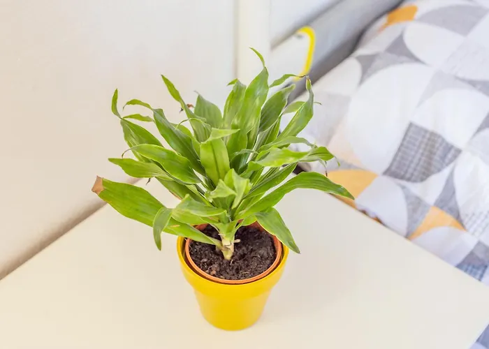 Elfa בית נופש